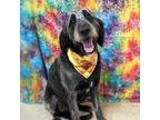 Adopt Emma a Black Labradoodle / Mixed dog in Orlando, FL (41351483)