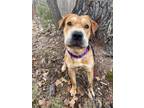 Adopt Daisy a Shar Pei / Labrador Retriever / Mixed dog in Glenfield