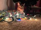 Adopt Callie a Calico or Dilute Calico Calico (short coat) cat in Cumberland