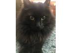 Adopt Sweetie a All Black Domestic Longhair / Mixed (long coat) cat in