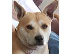 Adopt Hero a Tan/Yellow/Fawn - with White Shiba Inu / American Pit Bull Terrier