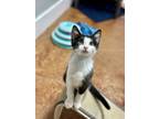 Adopt Alvin a Domestic Short Hair