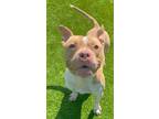Adopt Tyga a Pit Bull Terrier, Mixed Breed