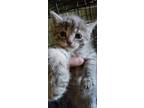 Adopt Minnie a Spotted Tabby/Leopard Spotted American Shorthair cat in