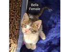 Adopt Bella (avail pre-adoption) a White (Mostly) Domestic Shorthair (short