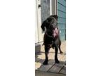 Adopt Gigi a American Pit Bull Terrier dog in Buffalo, NY (41458132)