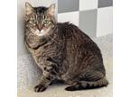 Adopt Jack a Domestic Long Hair, Domestic Short Hair