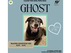 Adopt Ghost a Black Labrador Retriever dog in Gilbertsville, PA (41402299)