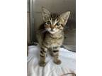 Adopt Aang a Domestic Short Hair