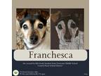 Adopt Franchesca (Chessie) a White - with Brown or Chocolate Jack Russell
