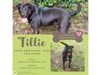 Adopt Tillie a Black - with White Labrador Retriever dog in Gilbertsville