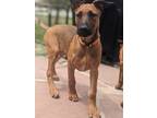 Adopt Siva Puppy Julius - Located in IL a Tan/Yellow/Fawn - with Black Doberman