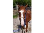 Adopt Levi a Quarterhorse