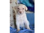 Adopt Helium (Ellie's Litter) a White Labrador Retriever / German Shepherd Dog