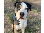 Adopt Apollo (23-173 D) a Black - with White Mixed Breed (Medium) / Mixed dog in