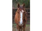 Adopt Cubbie a Quarterhorse