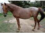 Adopt Si-Kis a Appaloosa, Arabian