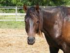 Adopt Cinch a Quarterhorse