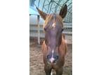 Adopt Fiddler a Quarterhorse