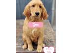 Adopt June a Tan/Yellow/Fawn Golden Retriever / Mixed dog in West Hollywood