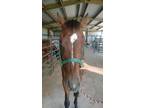 Adopt Zeppelin a Quarterhorse