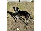 Adopt Raney a Black Blue Heeler / Hound (Unknown Type) dog in Conway