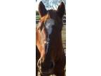 Adopt Wiley a Quarterhorse