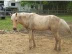 Adopt Chauncie a Quarterhorse