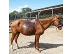 Adopt Ross a Quarterhorse