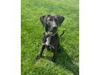 Adopt SCOUT a Black - with White Labrador Retriever / Hound (Unknown Type) dog