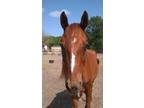Adopt Shiloh a Quarterhorse