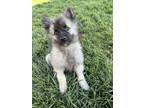 Adopt Sully a Gray/Silver/Salt & Pepper - with Black Keeshond / Mixed dog in
