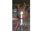 Adopt Bowie a Quarterhorse