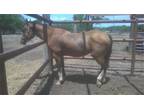 Adopt Saber a Quarterhorse