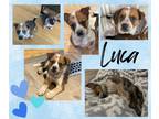 Adopt Luca a Blue Heeler / Mixed dog in Amherst, NY (41453702)