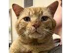 Adopt Squash a Domestic Short Hair