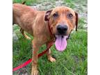 Adopt Pretty Boy Floyd a Labrador Retriever, Mixed Breed