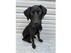 Adopt Luke a Black Labrador Retriever dog in Springfield, VA (41447213)