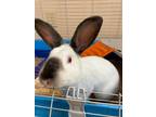 Adopt Energizer Bunny a Californian, Bunny Rabbit