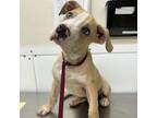 Adopt Gorgeous George a Pit Bull Terrier, Mixed Breed