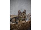 Adopt Ellie a Spotted Tabby/Leopard Spotted Domestic Shorthair / Mixed cat in