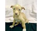 Adopt Domino a Catahoula Leopard Dog, Terrier