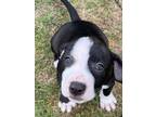 Adopt Max a Hound (Unknown Type) dog in Wendell, NC (41457998)