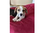 Adopt Ruby a Hound (Unknown Type) dog in Wendell, NC (41457997)