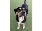 Adopt Chop a Greater Swiss Mountain Dog, Rottweiler