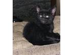 Adopt Boo a All Black Domestic Shorthair / Mixed cat in Moses Lake