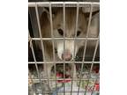 Adopt GOLDEN BOY a Siberian Husky