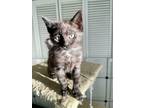 Adopt Chloe a All Black Domestic Shorthair (short coat) cat in Moses Lake