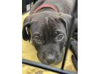 Adopt CROW a Pit Bull Terrier