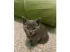 Adopt Grayson a Gray or Blue Domestic Mediumhair / Mixed (long coat) cat in